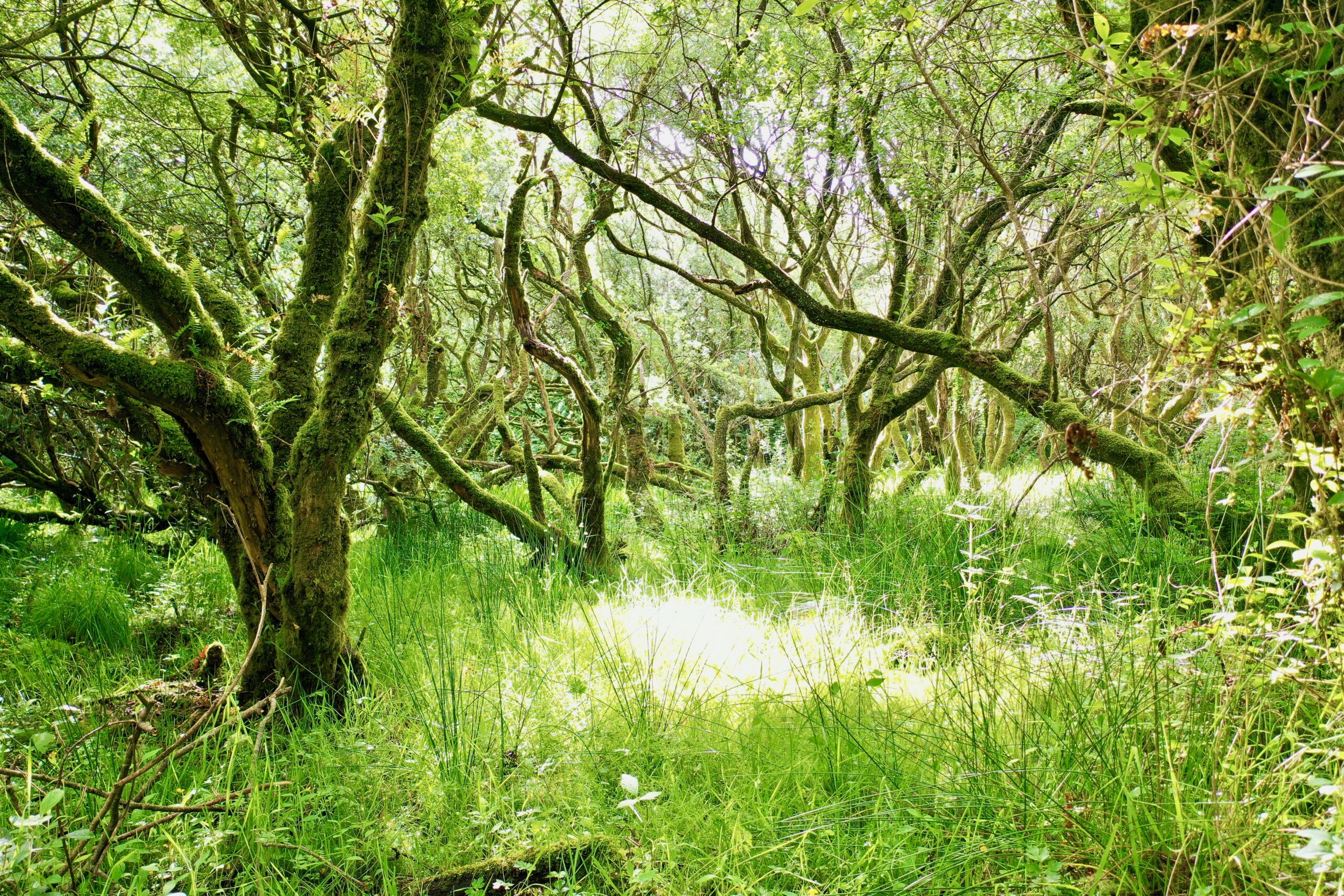 Stable Isotope Research Cluster